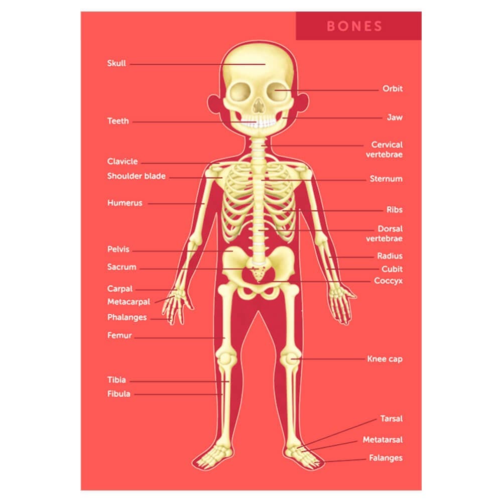 Puzzle Gigante do Corpo Humano de 100 Peças — vista 3