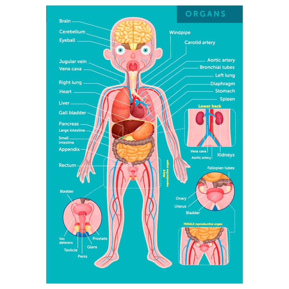 Puzzle Gigante do Corpo Humano de 100 Peças — vista 4